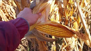 Уборка кукурузы 2023 сорт Ладожский 292🤘🤘🤘