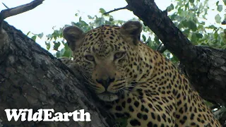 WildEarth - Sunrise  Safari - 30 Jan 2023