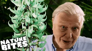 David Attenborough Encounters an Incredible Evolutionary Quirk | Kingdom of Plants