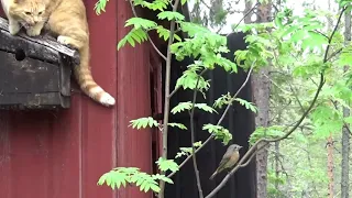 Cat attacks nestbox. Try to eat chicks Redstarts. Amazing drama captured. Katt i fågelholk