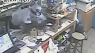 American Freedom Party - LiveLeak.com - Clerk at gas station shoots back at robbers.avi