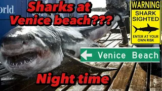 GREAT WHITE SHARKS AT VENICE BEACH?? 🇺🇸