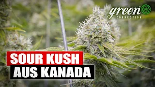 „Wir sind eine, der ersten Firmen für legales CANNABIS in KANADA“ | GreenConnection meets Aleafia