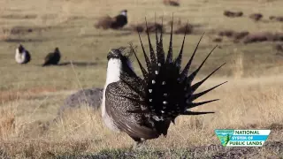 Sage Grouse Strut their Stuff