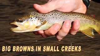 Fly Fishing the Driftless for Big Inland Brown Trout in Tiny Creeks!