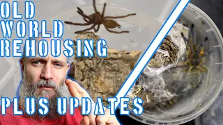 Two old world Tarantula rehousing, and a couple of updates