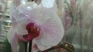 Классный завоз орхидей 🌹🌼🌻в ОБИ тц Фантастика (19.01.23)