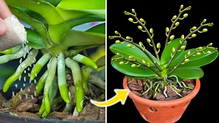 This magic seed can revive orchid roots instantly and easily
