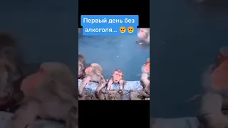 Прикол Первый день без алкоголя