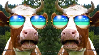 FUNNY COW DANCE 10 │ Cow Song & Cow Videos 2024