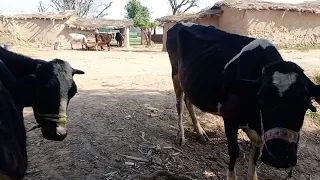 Farzeen Cow In Sialkot