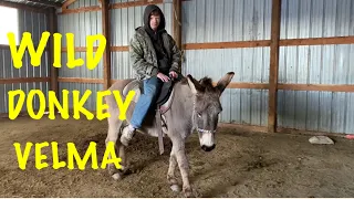 Teaching your Donkey to Go and Turn under Saddle.