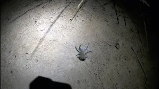 Playing with Australian Trapdoor Spiders in their burrows! | JustBecause