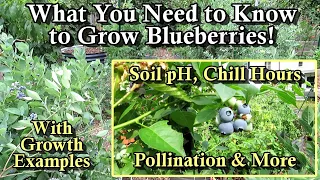 How to Grow Blueberries: Everything You Need to Successfully Grow Blueberries in Your Garden!