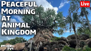 🔴Live: A Peaceful Morning at Disney's Animal Kingdom - Walt Disney World Live Stream - 9-4-22