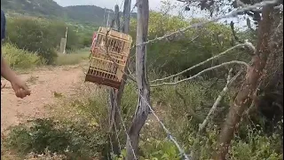 terceira coleta do gavião na data (06/05/2024) 🦅😎🍃🍃🦅