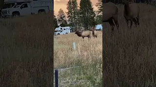 Elk rutting behavior