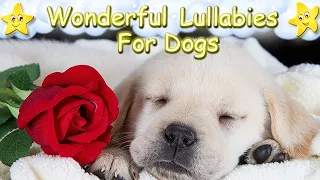 Calming Sleep Music For Labrador Puppies ♫ Calm Relax Your Dog ♥ Soft Lullaby For Pets Animal Music