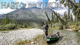 Hart of the Yukon - 14 Days Solo Camping in the Yukon Wilderness - E.3 - the Adventure Amps Up!