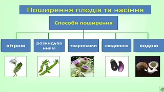 Я досліджую світ, 2 клас "Як восени розселяються рослини?"