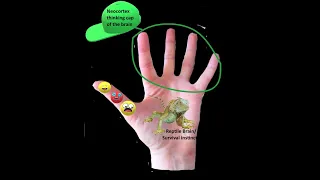 Dan Siegel's Hand Model of the Brain