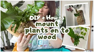 How To Mount Plants On Wood 🔨🪵Step By Step🌿Super EASY & Therapeutic 🧘🏻