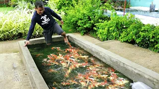 Finally My First Harvest of Utsuri koi in a Circular Tank!!