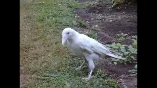 An Amazing Bird ( A White Raven)