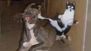 CATS you will remember and LAUGH all day!🙀😹 - World's Funniest Cat Videos | CATFLİX