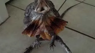 Australian frilled dragon freak out!
