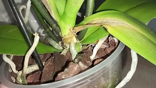 Переохолодження орхідеї 😪Як виглядає орхідея яка під мерзла?Що робити далі?