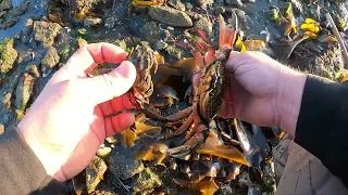 Identifying Invasive Species European Green Crab