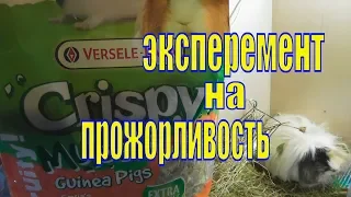 Сколько съедают морские свинки/ Эксперимент начат