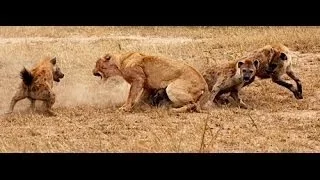 Lions vs Hyenas - Eternal Enemies - Animal Fight [Metamorphosis Documentary]