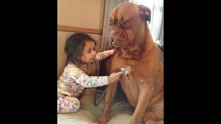 😺 I will cure you! 🐶 Funny video with dogs, cats and kittens! 🐱