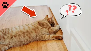 Your Cat HATES Closed Doors? THIS Is Why!