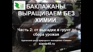 Баклажаны. Выращиваем без химии .Часть2.  #баклажаны