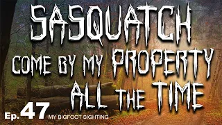 My Bigfoot Sighting Episode 47 - Sasquatch Come by My Property All the Time