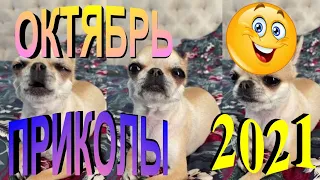 ПРИКОЛЫ 2021 САМЫЕ НОВЫЕ!!!!СМОТРЕТЬ ПРИКОЛЫ 2021!!!#18