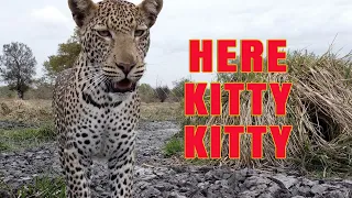 Here Kitty Kitty! - Close encounter with Leopard in the Selous