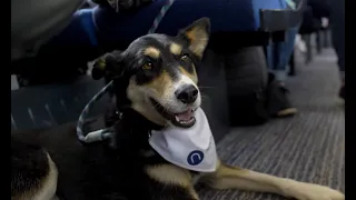 Tips for travelling with dogs on Trains | Northern
