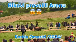 Bikovi provalili Arenu Korida Omazići - Banovići /2024/