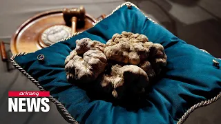 Italian white truffles fetch US$ 180,000 at auction