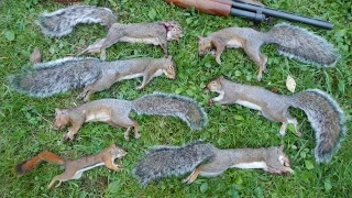 Small Game Hunting #36: 6 Gray Squirrels and 1 Red Squirrel by 12 Ga. Shotgun