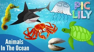 Learn English with Animals In The Ocean by The Kiboomers | Sea Animals | Picture Lyrics