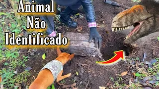 Cachorro farejou um animal enterrado não identificado é muitos objetos junto ( Metal Detecting )