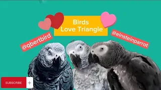 Birds Love Triangle ❤️🤣 #animals #pets #birds #funny #cute #fun #parrot #lol #cosmothefunnyparrot