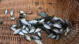Incredible! So Beautiful Baby Fish in Big lake | Catching A Lot Baby Fish From Floating Village