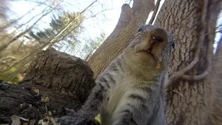 Grey squirrel vocalizations