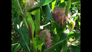 Zam pov  lis qhia tshuaj rau zeb muas kho hnoos 7/23/21